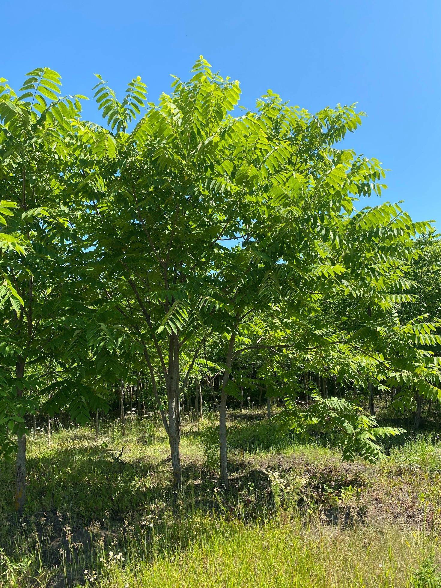 Орех маньчжурский Juglans mandshurica купить в Москве по цене от ...